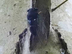 Neotibicen tibicen australis