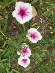 Ipomoea longifolia