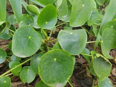 Pilea peperomioides