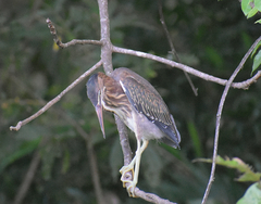 Butorides virescens