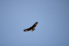 Buteogallus anthracinus