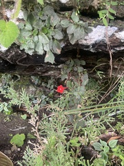 Episcia