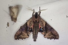 Paonias excaecata