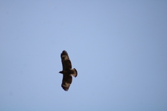 Buteogallus anthracinus