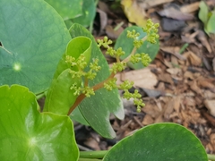 Pilea peperomioides