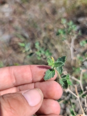 Mentzelia oligosperma