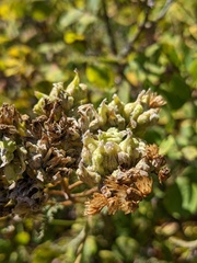 Aceria kiefferi