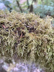 Pseudisothecium stoloniferum