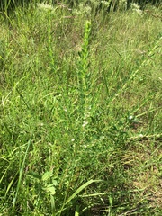 Lespedeza cuneata
