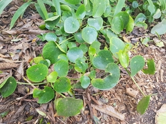 Pilea peperomioides