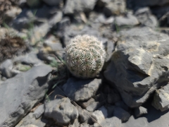 Echinocereus reichenbachii comanchensis