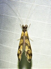 Mystacides longicornis