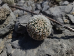 Echinocereus reichenbachii comanchensis