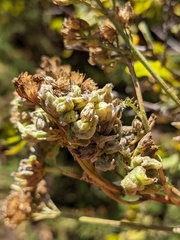 Aceria kiefferi