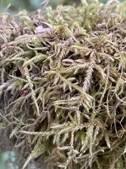 Pseudisothecium stoloniferum