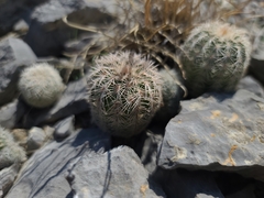 Echinocereus reichenbachii comanchensis