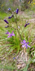 Pasithea caerulea