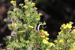 Limenitis weidemeyerii