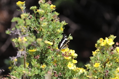 Limenitis weidemeyerii
