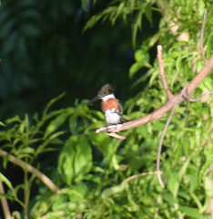 Chloroceryle americana