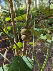 Euhexomyza schineri