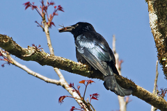 Dicrurus hottentottus