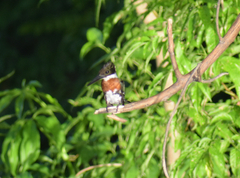 Chloroceryle americana