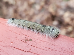 Acronicta lobeliae