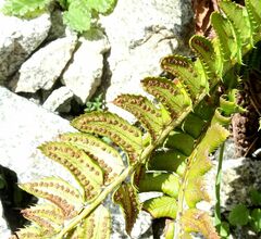 Polystichum lonchitis