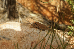 Ctenophorus vadnappa