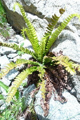 Polystichum lonchitis