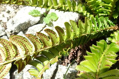 Polystichum lonchitis