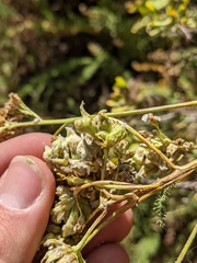 Aceria kiefferi