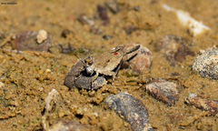 Paratettix mexicanus