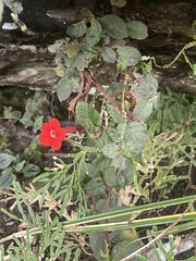 Episcia