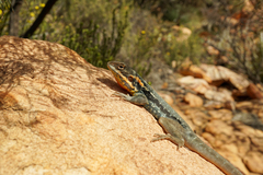 Ctenophorus modestus