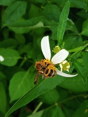 Phalerimeris phalerata