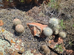 Echinocereus reichenbachii baileyi