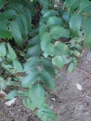 Berberis nervosa