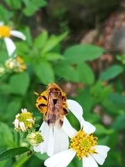 Phalerimeris phalerata