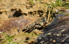 Paratettix mexicanus