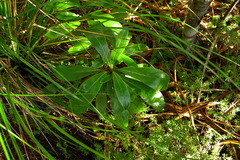 Brachyglottis cockaynei