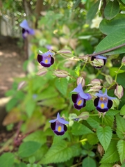 Torenia fournieri