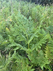 Pteridium aquilinum pubescens