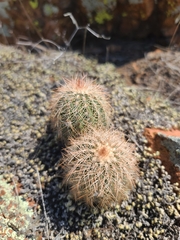 Echinocereus reichenbachii baileyi