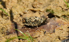 Paratettix mexicanus