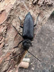 Arhopalus