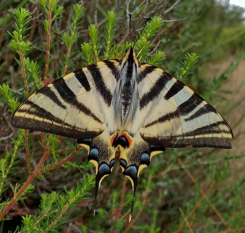 Iberian Scarce Swallowtail, 24444 Borrenes, León, España, photo 5 of 10