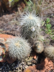 Echinocereus reichenbachii baileyi