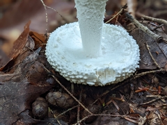 Amanita abrupta